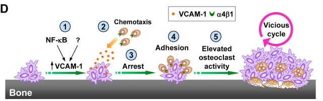 vcam1